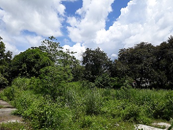 Residential Lot with improvement in Brgy Mabiga, Mabalacat, Pampanga For Sale - P3121659