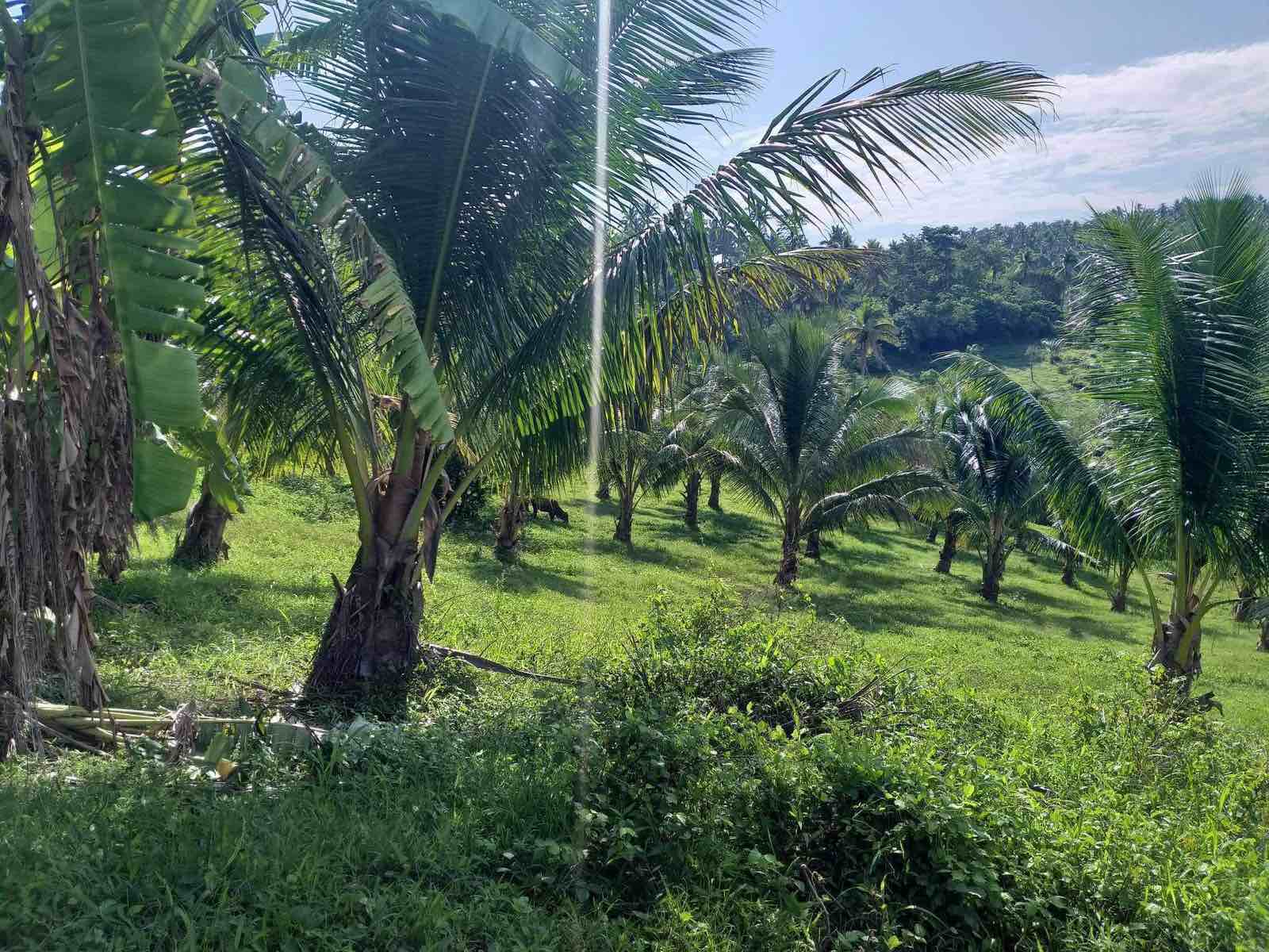 Farm Lot for sale in Ligao Albay ,Bicol