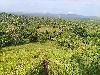 Farm Lot for sale in Ligao Albay ,Bicol