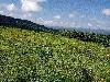 Farm Lot for sale in Ligao Albay ,Bicol