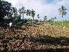 Farm Lot for sale in Ligao Albay ,Bicol