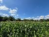 Mix Used Property for sale in San Pablo Sta. Ana, Pampanga